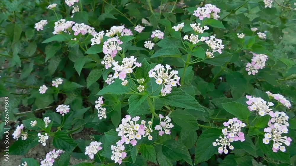 Closeup Colorful Lantana camara flowers in garden