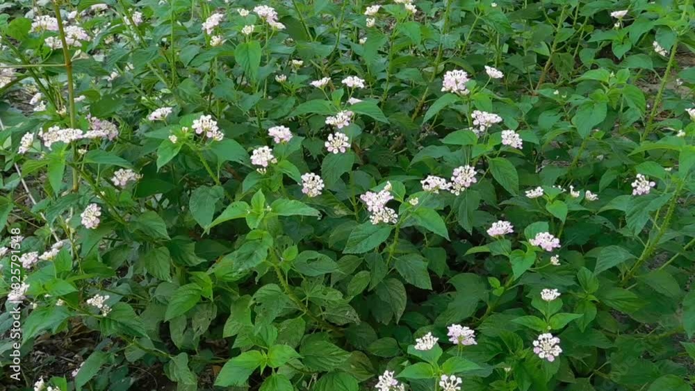 Closeup Colorful Lantana camara flowers in garden