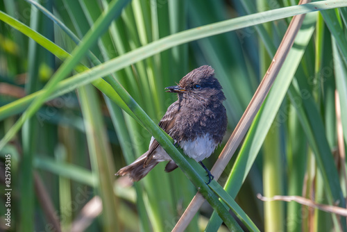 Black Phoebe photo