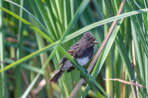 Black Phoebe