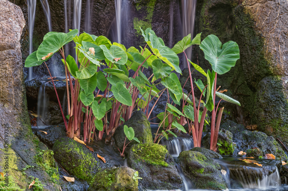 Naklejka premium Hawaiian Wet Taro Growing in a Rock Waterfall.