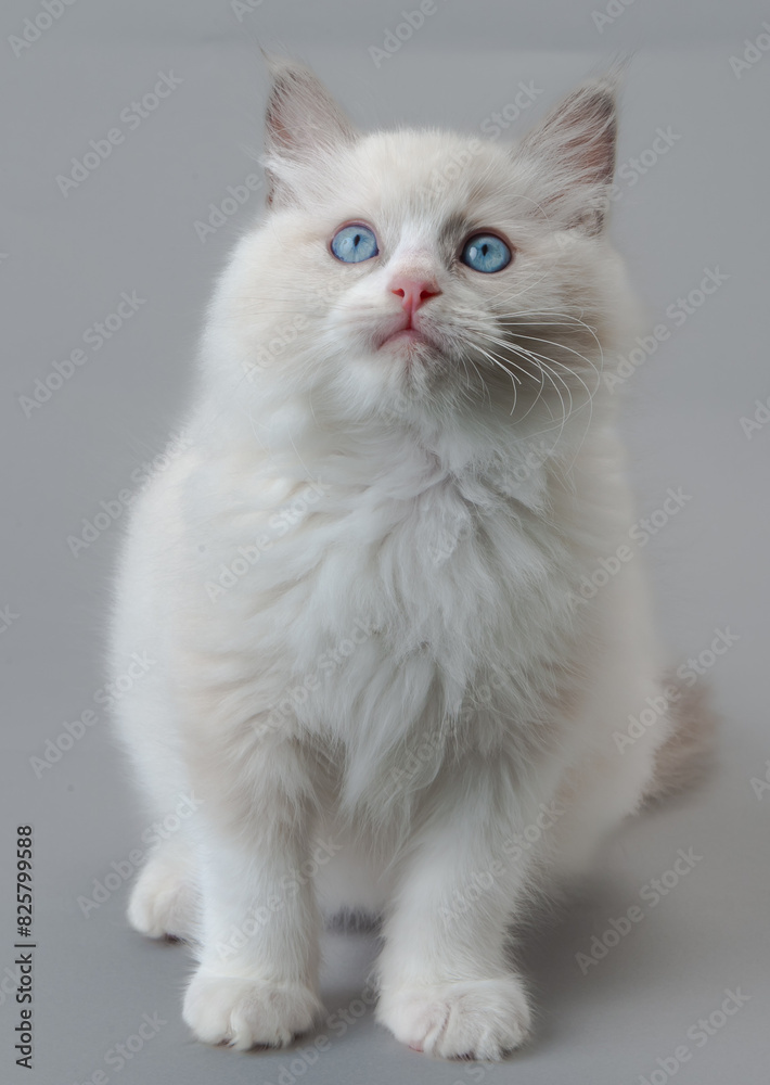 Fototapeta premium ラグドールの子猫