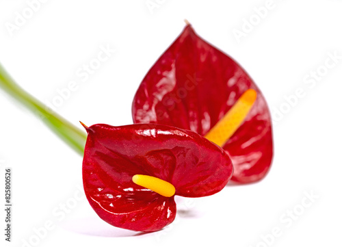 Rote Blüten der Anthurie vor weißem Hintergrund