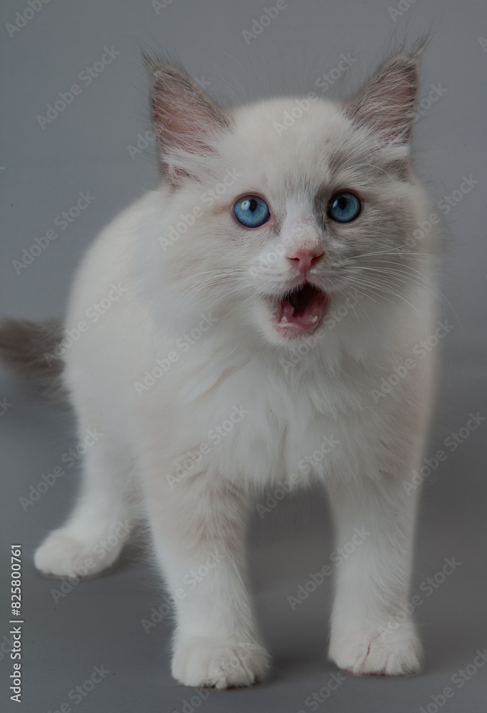 Fototapeta premium ラグドールの子猫