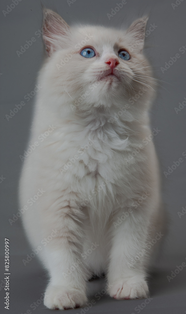 ラグドールの子猫 ラグドールの子猫