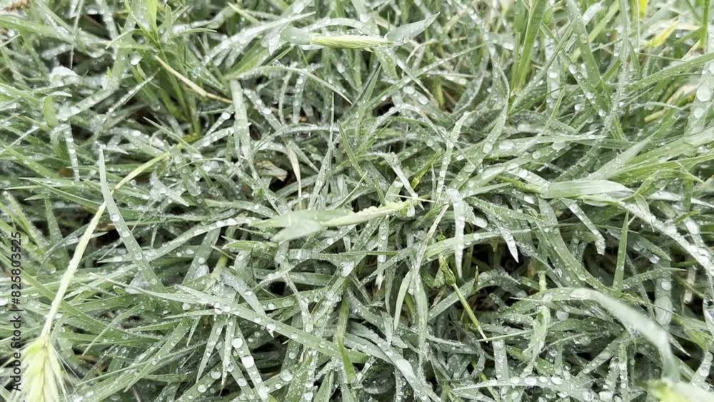 Effect of dewdrops and night cold on the meadows Effect of dewdrops and night cold on the meadows