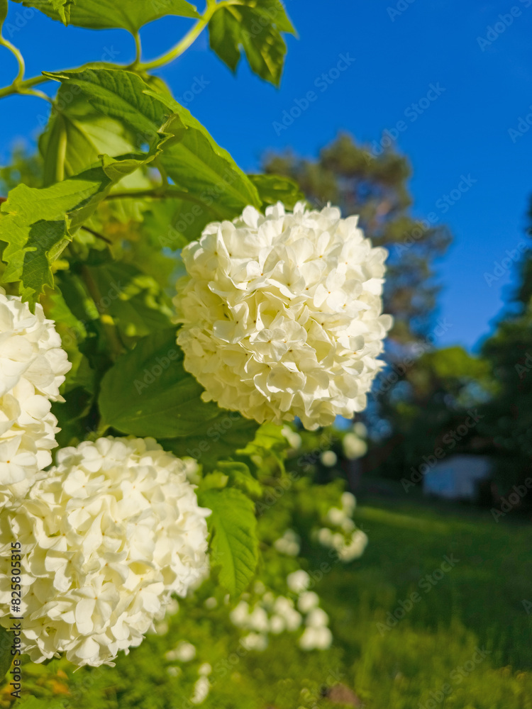 Blüten vom gemeinen Schneeball, Viburnum opulus, Sorte Blüten vom gemeinen Schneeball, Viburnum opulus, Sorte