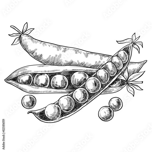 Pea hand drawn vintage vector sketch drawing