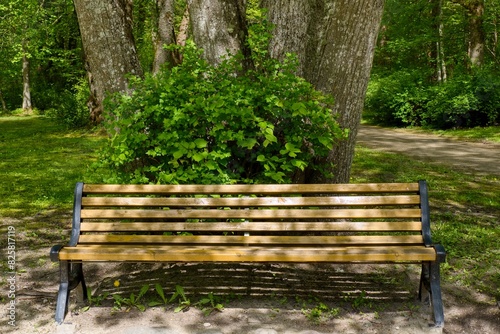 Bench in the park under a tree.