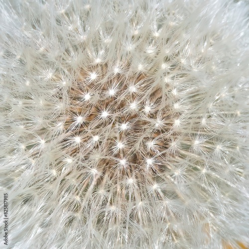 Beautiful fluffy dandelion flower  close-up. Dandelion seeds background. Seed macro close up.