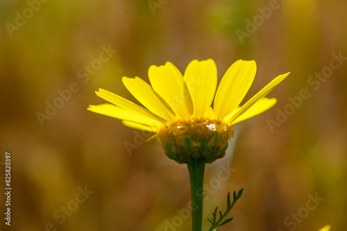 yellow flower on a background of grass