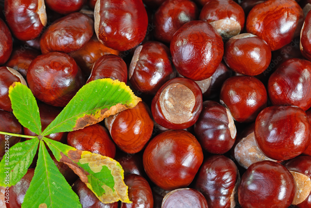 Rosskastanien, Aesculus hippocastanum, Nahaufnahme Rosskastanien, Aesculus hippocastanum, Nahaufnahme