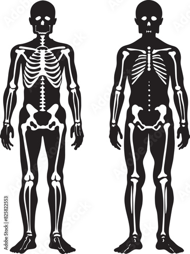 human skeleton illustration isolated on white background 