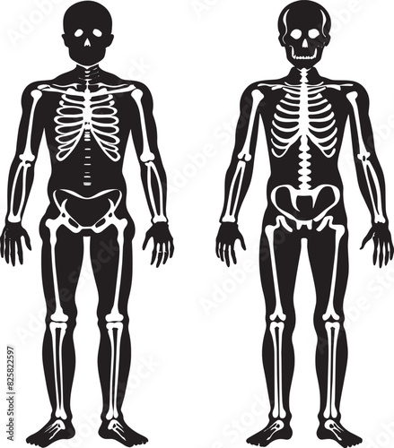 human skeleton illustration isolated on white background 