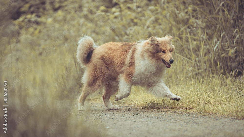 Hübscher Rouge Collie Langhaar britisch schottisch Welpe Outdoor am hohen Gras in Bewegung Sommer Var. 2 Hübscher Rouge Collie Langhaar britisch schottisch Welpe Outdoor am hohen Gras in Bewegung Sommer Var. 2