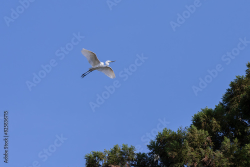 Wild Great egret in flight with a branch in its mouth to build a nest.