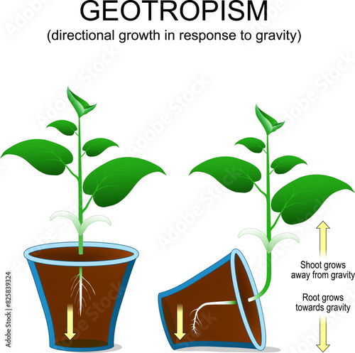 Geotropism. Directional growth of plant in response to gravity.