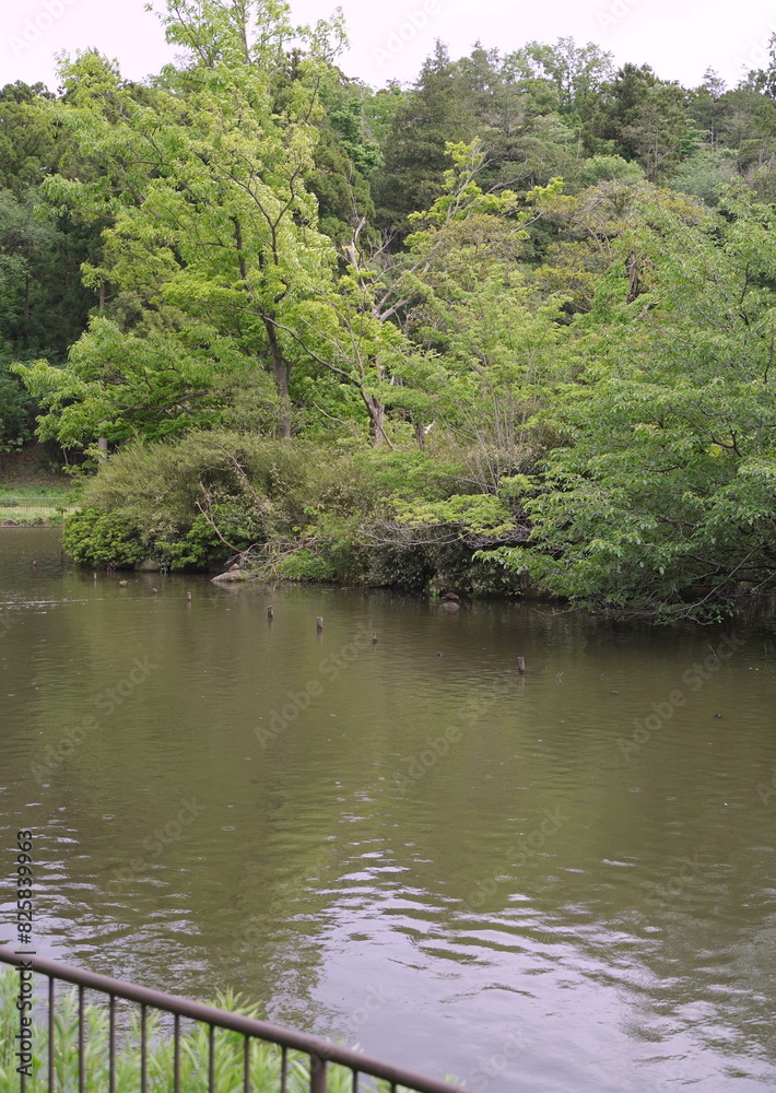 日本、神奈川県横浜市にあるこども自然公園
日本、神奈川県横浜市にあるこども自然公園