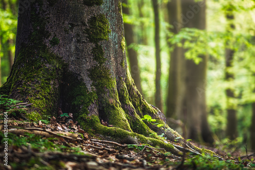 Spring in the forest