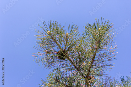 Green branch of fir or spruce with a pine cone close-up. Evergreen Pinus. Wild tree in nature outdoors. View against the background of a blue cloudless sky. photo