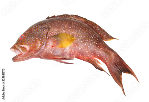 Fresh red spotted grouper fish isolated on white background
