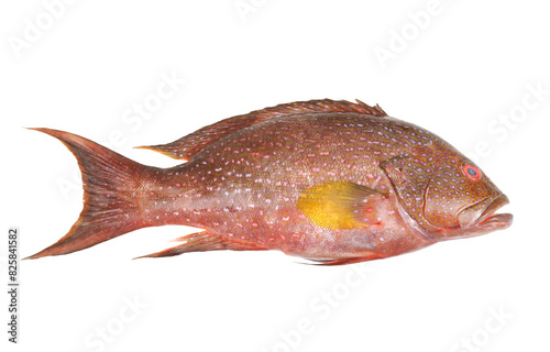 Spotted grouper fish isolated on white background
