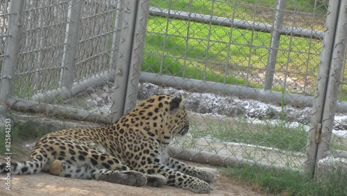 leopard in Persian leopard (Panthera pardus saxicolor) is a magnificent animal from which it comes genuine respect zoo photo