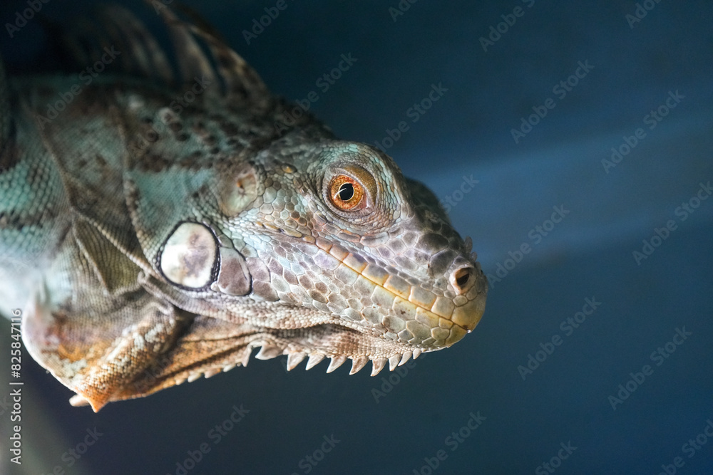 Portrait of a lizard. Close-up of the reptile.
