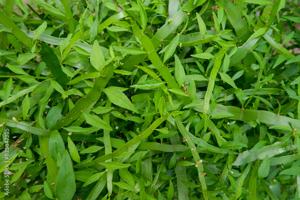 photo of green leaves. fill the frame. Flat lay photo of green leaves. fill the frame. Flat lay