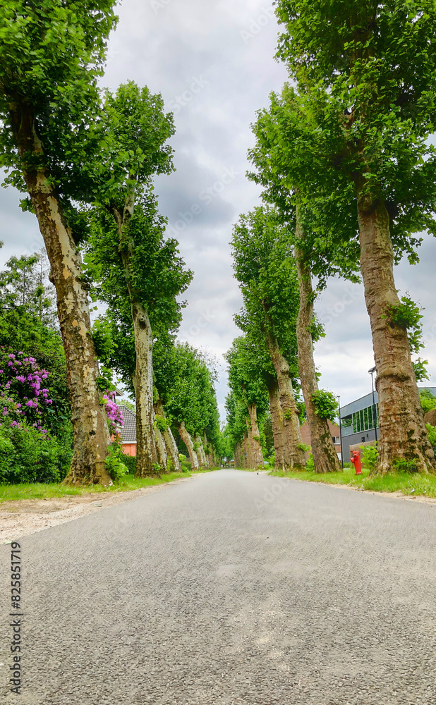 A serene suburban avenue with tall trees under a cloudy sky evokes a peaceful atmosphere in the neighborhood