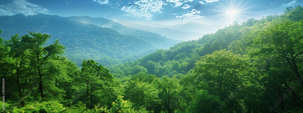Quiet green forest background. Quiet green forest background.