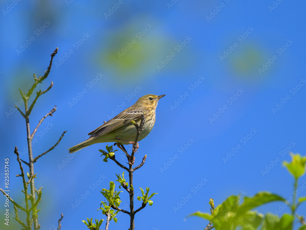A Tree Pipit sitting on a twig