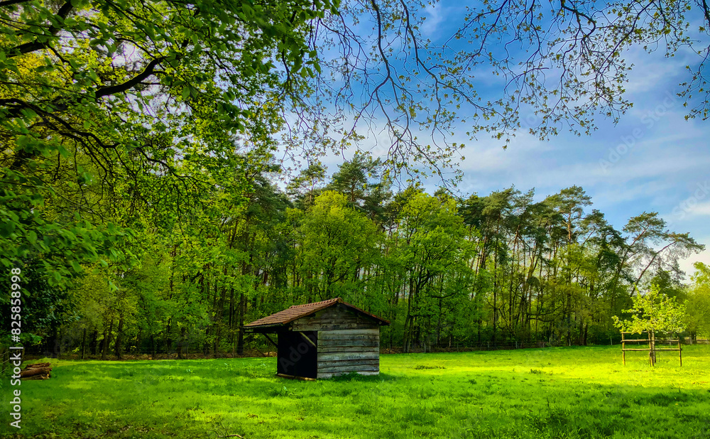 Serene forest with a wooden shed among green trees under clear blue sky, creating peaceful atmosphere Serene forest with a wooden shed among green trees under clear blue sky, creating peaceful atmosphere