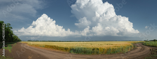 High white clouds over a field of wheat. The panorama.