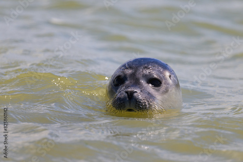 Portrait of a Common Seal swimming in the sea