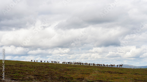 A flock of reindeers on a treeless hill in Lapland, Inari, Finland photo