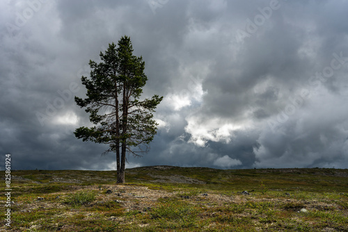 Картината върху платно A lone pine and dark rain clouds, Inari, Finland