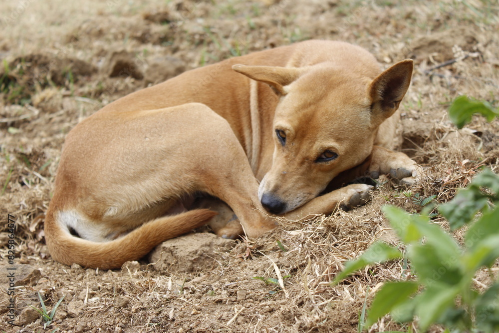 dog sleeping on the ground, close-up A homeless cute yellow dog, a native domestic dog, a sad abandoned dog on footpath,homeless stray dog is laying.