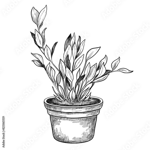 Home plant in a pot hand drawn vintage vector sketch drawing