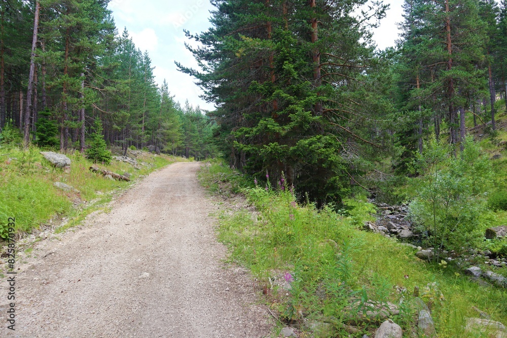 Obraz premium Soil path at pine forest in Aladaglar Mountain, Bolu, Turkey. Beautiful nature view.