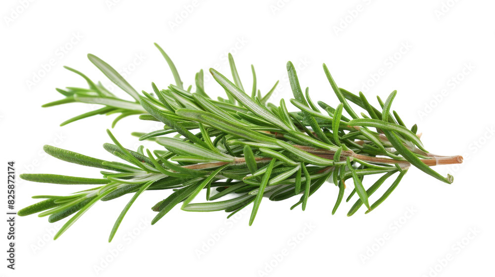 A single sprig of rosemary isolated on a clean white background A single sprig of rosemary isolated on a clean white background