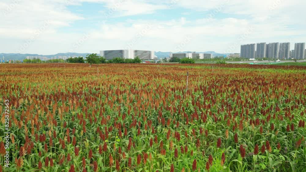 custom made wallpaper toronto digitalClose-Up of Red Sorghum in the Farmland