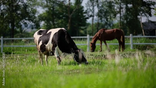 Milk cow and horse grazing on green farm pasture on summer day. Feeding of cattle on farmland grassland
