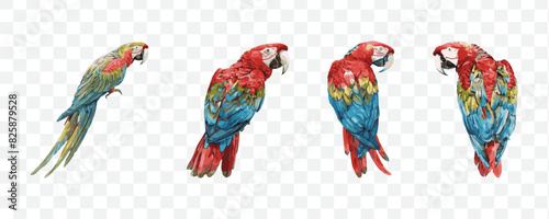 Exotic macaw bird watercolor transparent isolated vector