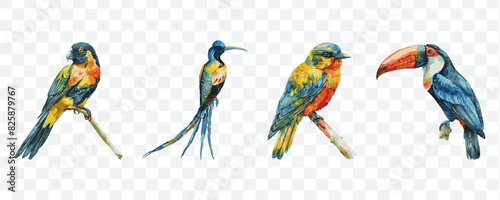 Exotic  bird watercolor transparent isolated vector
