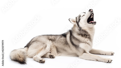 A Siberian Husky vocalizing and serenading into a mic. photo