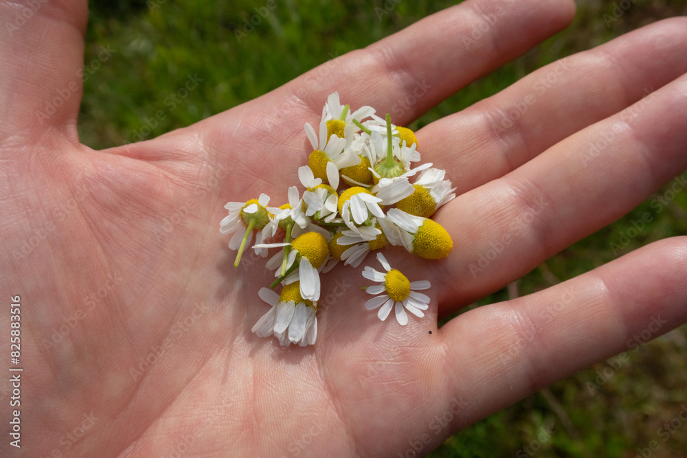 Matricaria chamomilla Camomilla