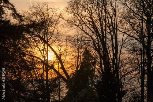 The serene autumn forest is bathed in a sunset glow  with light peeking through leafless tree branches