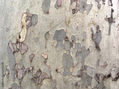 Canvastavla Natural environmental textured platan bark, sycamore tree bark background
