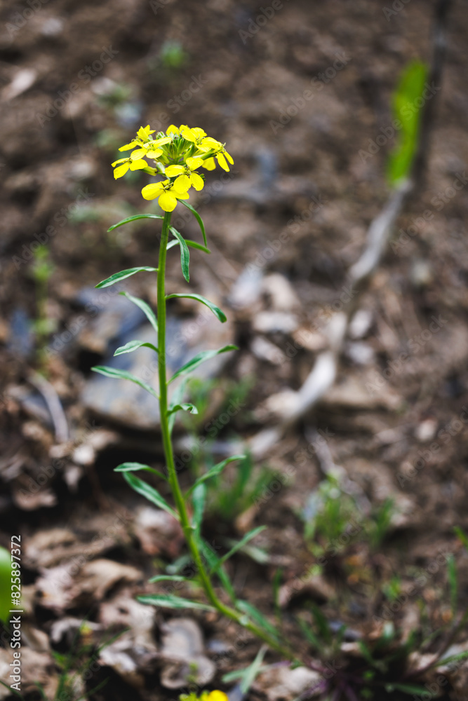 A yellow flower is standing tall in the dirt. The flower is the only thing visible in the image, and it is the main focus of the scene. The image has a simple and peaceful mood